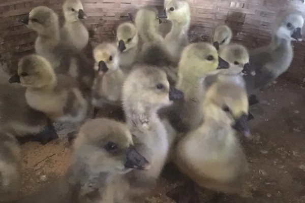 狮头鹅的养殖前景分析，市场需求在不断加大