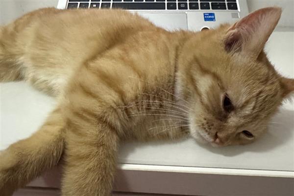 猫杯状病毒症状有哪些，开始感染的时候有发热症状