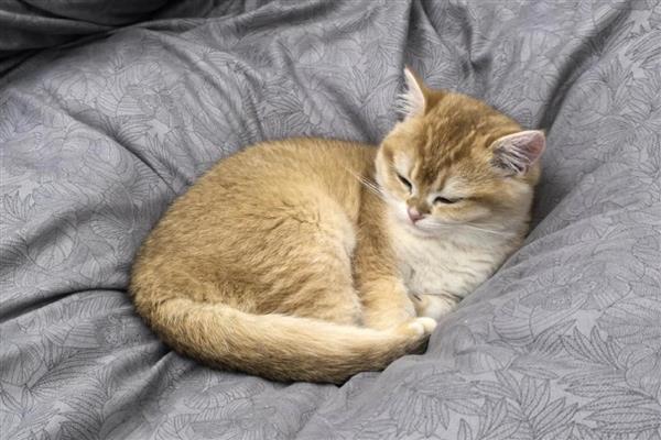 猫杯状病毒症状有哪些，开始感染的时候有发热症状