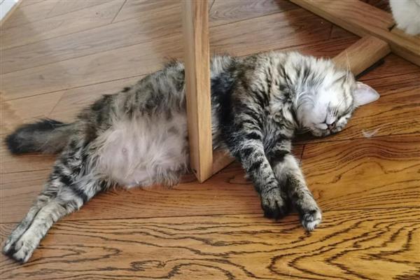 猫杯状病毒症状有哪些，开始感染的时候有发热症状