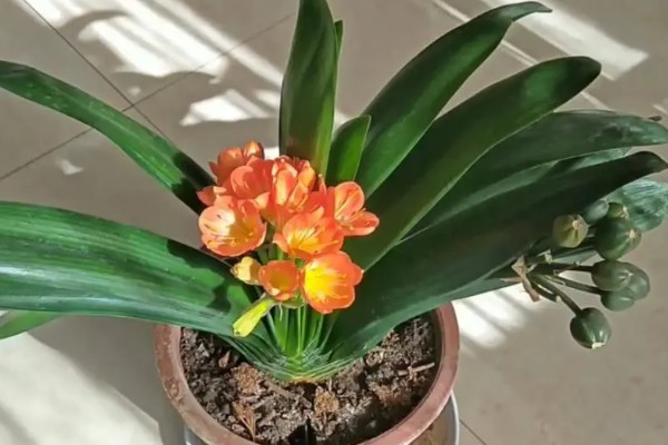 君子兰的白根能不能发芽，要看白根上有没有带茎叶