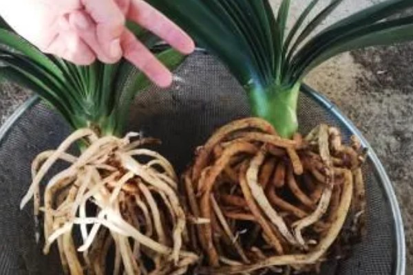 君子兰的白根能不能发芽，要看白根上有没有带茎叶