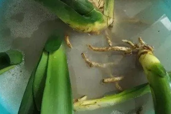 君子兰的白根能不能发芽，要看白根上有没有带茎叶