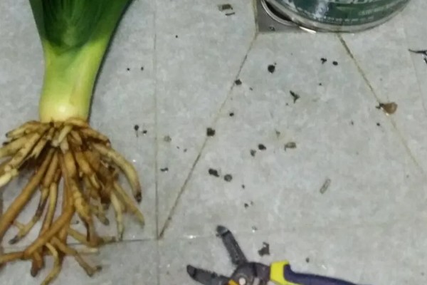 君子兰的白根能不能发芽，要看白根上有没有带茎叶