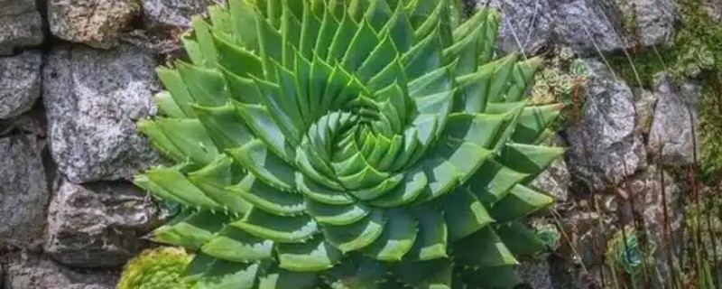 芦荟女王的病虫害如何防治，不同病害的防治方法不同
