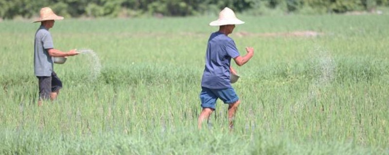 水稻的施肥时间，栽种秧苗后的半个月施加分蘖肥