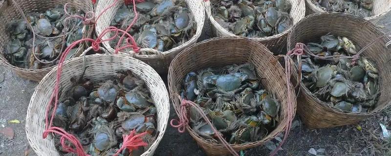 青蟹的养殖技术，水温在10-30度为佳