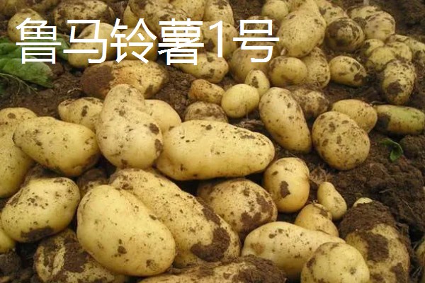 马铃薯高产的品种，推荐鲁马铃薯1号、中薯2号等