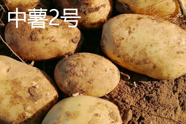 马铃薯高产的品种，推荐鲁马铃薯1号、中薯2号等