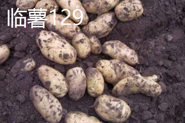 马铃薯高产的品种，推荐鲁马铃薯1号、中薯2号等