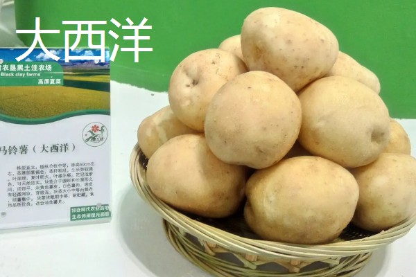 马铃薯高产的品种，推荐鲁马铃薯1号、中薯2号等