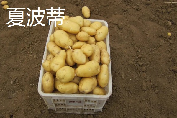 马铃薯高产的品种，推荐鲁马铃薯1号、中薯2号等