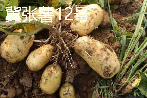 马铃薯高产的品种，推荐鲁马铃薯1号、中薯2号等