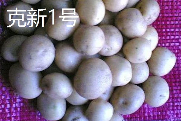 马铃薯高产的品种，推荐鲁马铃薯1号、中薯2号等