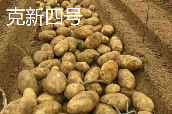 马铃薯高产的品种，推荐鲁马铃薯1号、中薯2号等