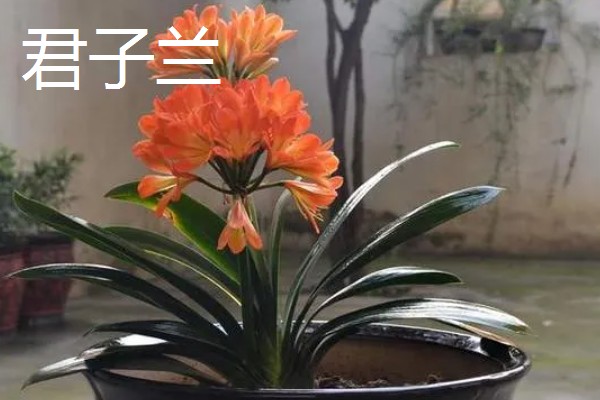 会开花的花草有哪些，有君子兰、含羞草等
