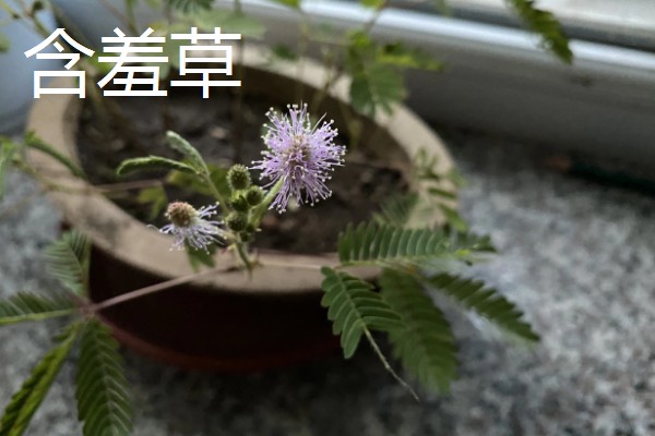 会开花的花草有哪些，有君子兰、含羞草等