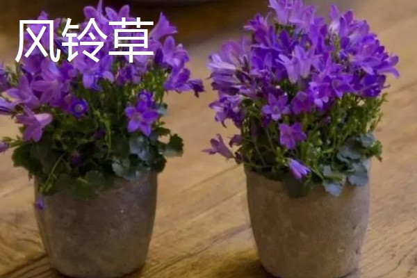 会开花的花草有哪些，有君子兰、含羞草等