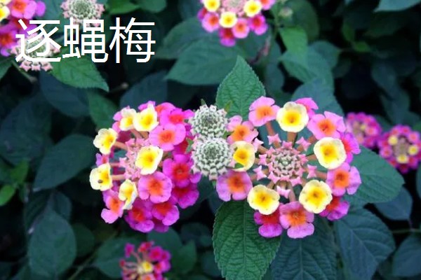 会开花的花草有哪些，有君子兰、含羞草等