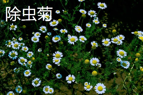 会开花的花草有哪些，有君子兰、含羞草等