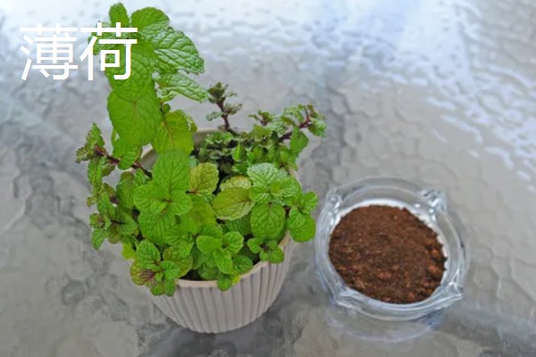 会开花的花草有哪些，有君子兰、含羞草等