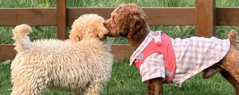 狗狗身上有黑色硬块结痂的原因及解决方法，可能是真菌感染