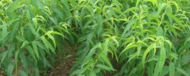 桃树苗如何培育,在春季或者夏末秋初进行