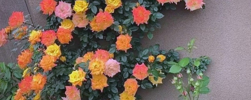 藤彩虹的花期，四季开花不停歇