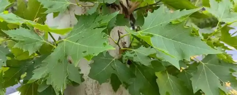梧桐树的叶片外观，呈宽卵形、卵形等形状