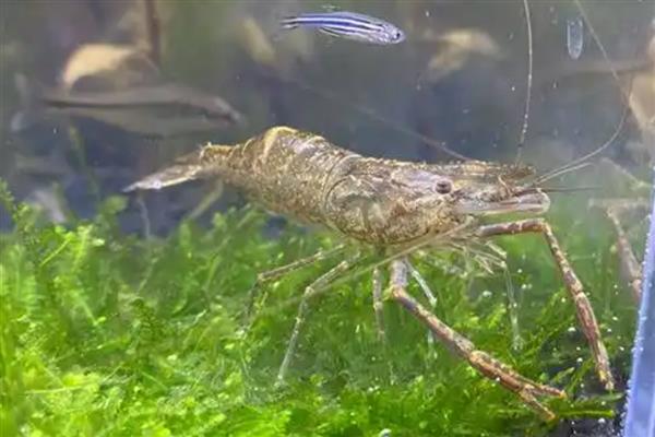 在家里怎么养野生的河虾，可以用鱼缸进行饲养