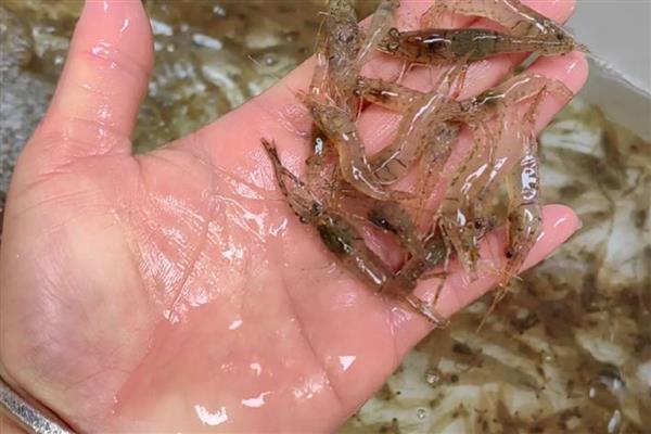 在家里怎么养野生的河虾，可以用鱼缸进行饲养