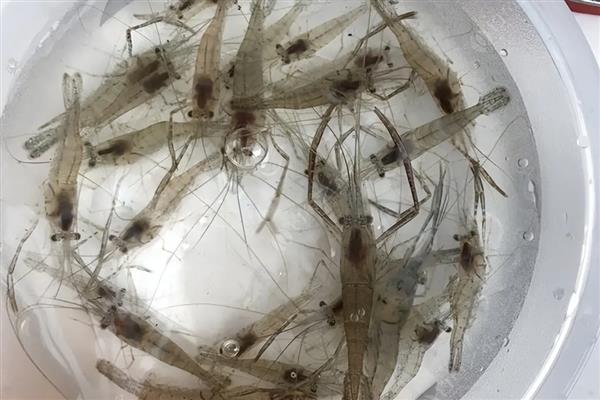 在家里怎么养野生的河虾，可以用鱼缸进行饲养