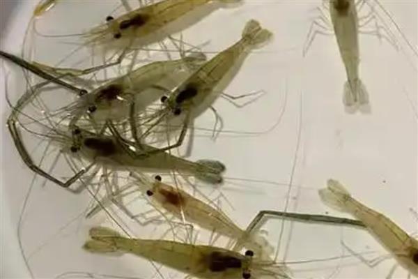 在家里怎么养野生的河虾，可以用鱼缸进行饲养