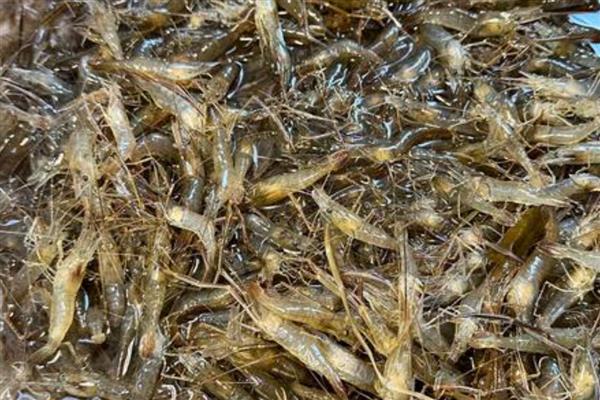 在家里怎么养野生的河虾，可以用鱼缸进行饲养