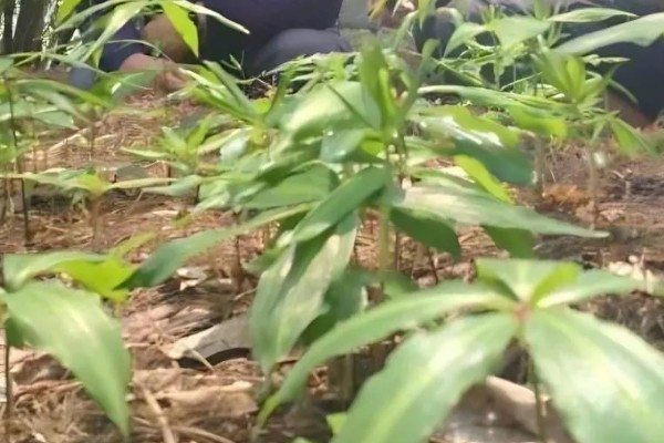 黄精的亩产量，野生仅为200-300kg鲜品