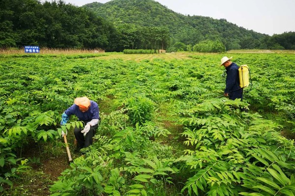 黄精的亩产量，野生仅为200-300kg鲜品