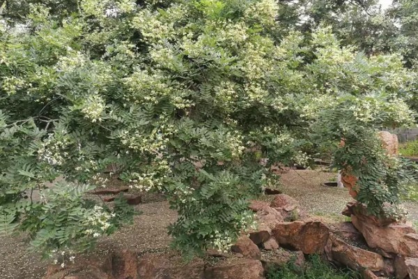 槐树花有没有毒，槐树花是无毒的