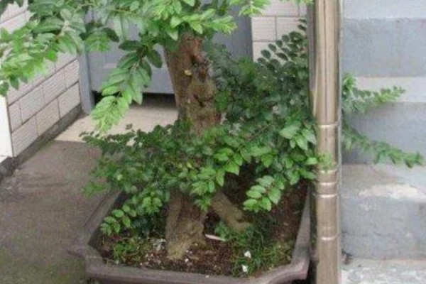 槐树花有没有毒，槐树花是无毒的