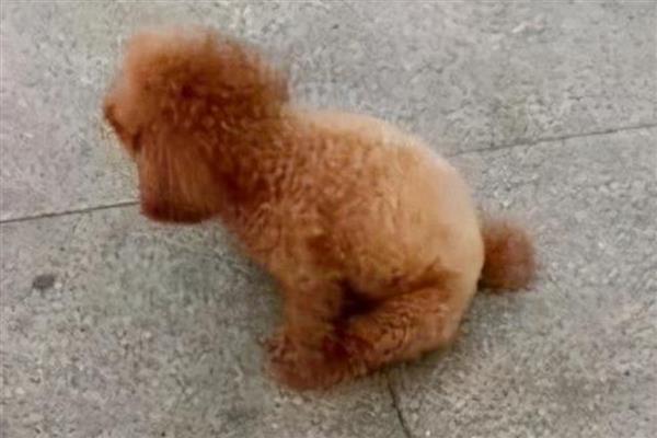 狗狗蹭屁股的原因，可能是肛门腺发炎所致