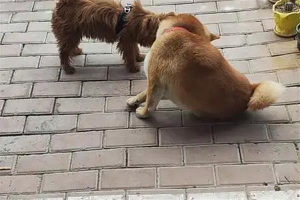 狗狗蹭屁股的原因，可能是肛门腺发炎所致