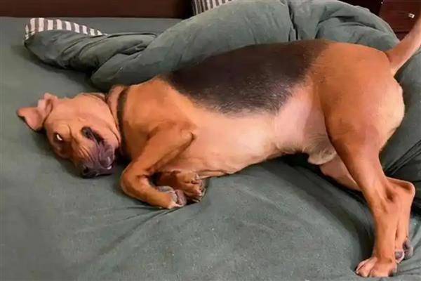 狗狗蹭屁股的原因，可能是肛门腺发炎所致