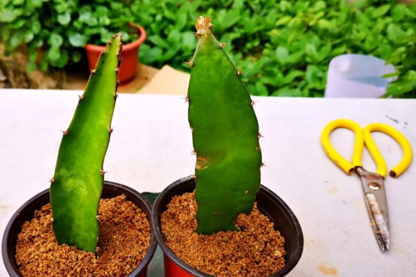 火龙果的扦插繁殖技术,扦插时间以春季为宜