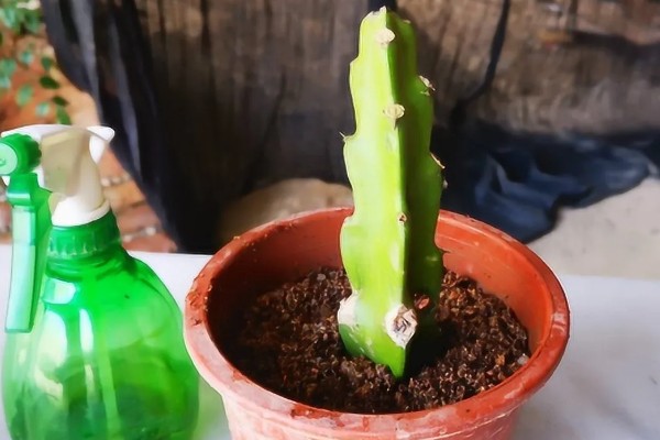 火龙果的扦插繁殖技术,扦插时间以春季为宜