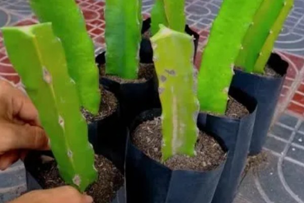 火龙果的扦插繁殖技术,扦插时间以春季为宜