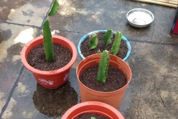 火龙果的扦插繁殖技术,扦插时间以春季为宜