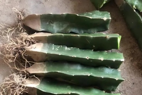 火龙果的扦插繁殖技术,扦插时间以春季为宜