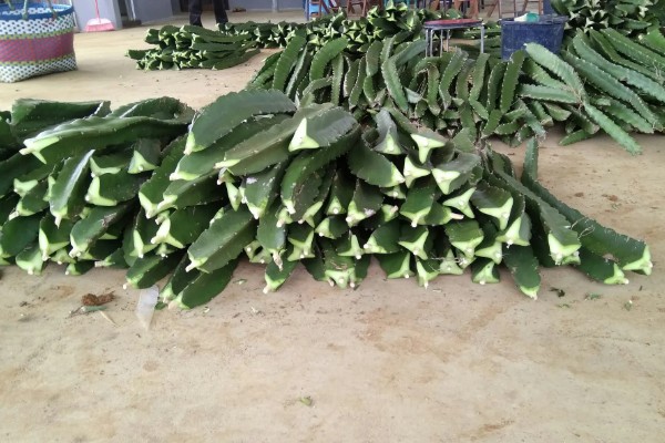 火龙果的扦插繁殖技术,扦插时间以春季为宜