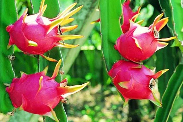 火龙果的扦插繁殖技术,扦插时间以春季为宜