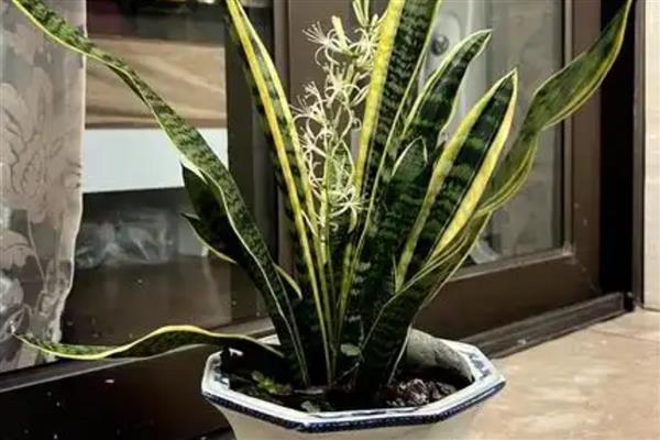 虎皮兰和虎尾兰的区别是什么，二者没有区别