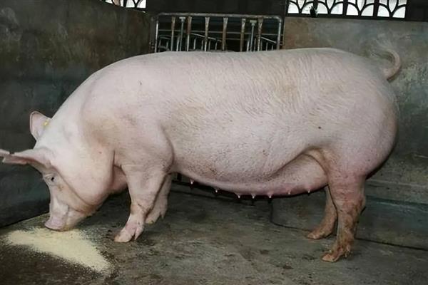 怀孕母猪干粪不吃食怎么处理，需控制食量
